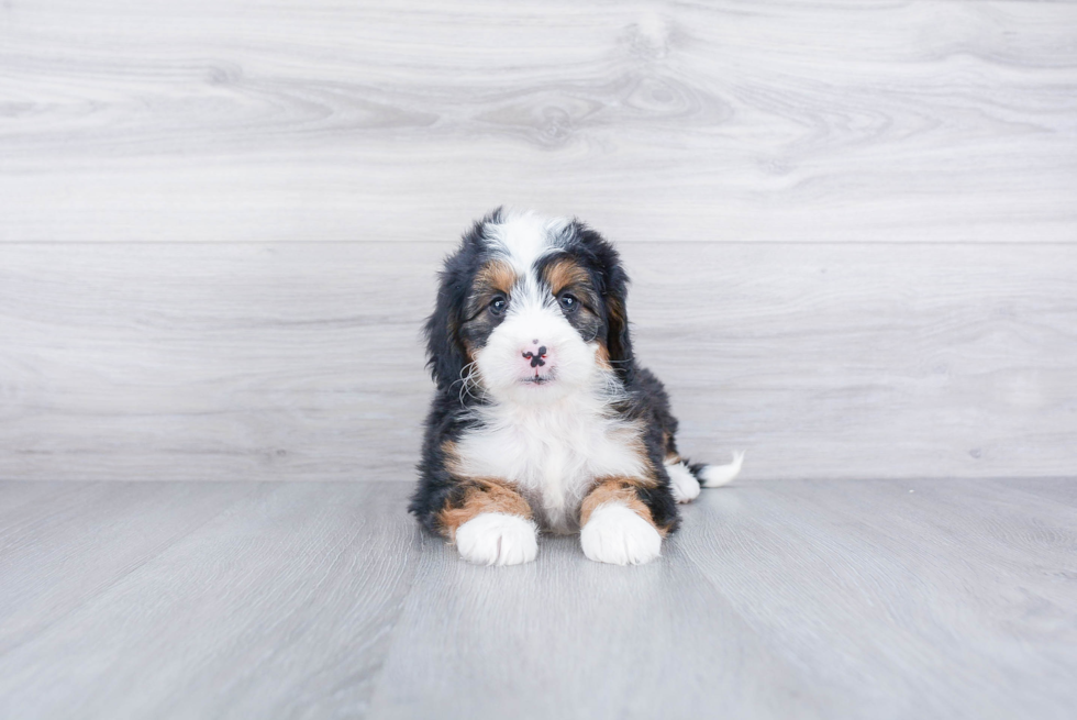 Mini Bernedoodle Pup Being Cute