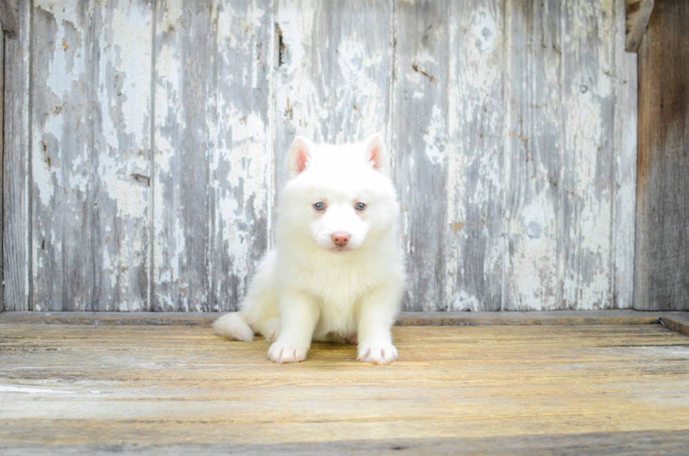 Energetic Mini Husky Designer Puppy