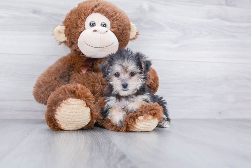 Adorable Yorkie Designer Puppy