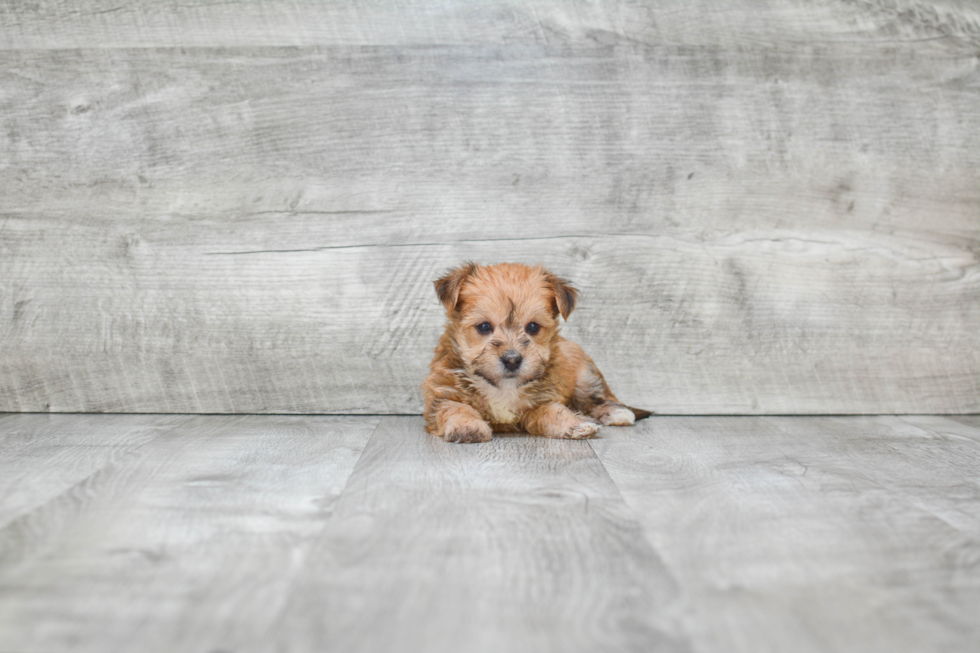 Morkie Pup Being Cute