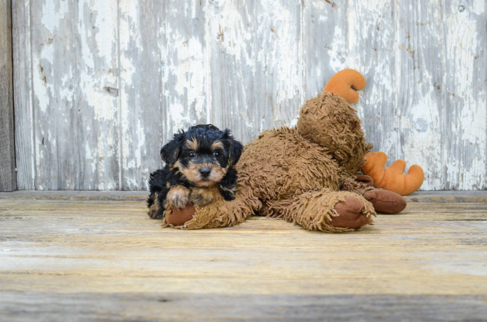 Small Yorkie Poo Baby