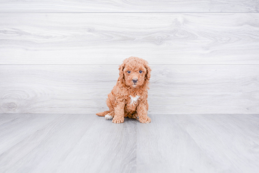 Mini Goldendoodle Pup Being Cute