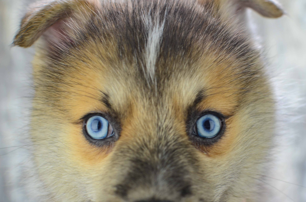 Pomsky Puppy for Adoption