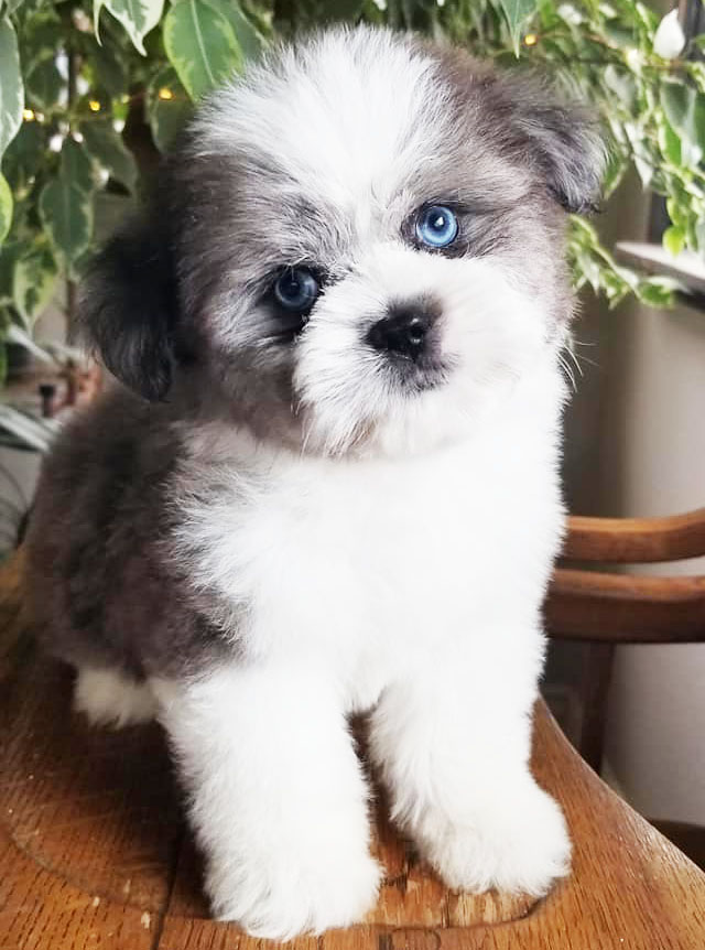 Saussie Puppy For Sale - Premier Pups