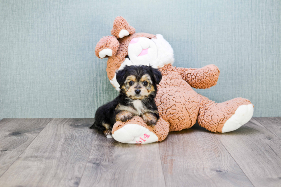 Morkie Pup Being Cute