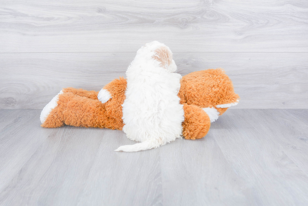 Hypoallergenic Mini Berniedoodle Poodle Mix Puppy