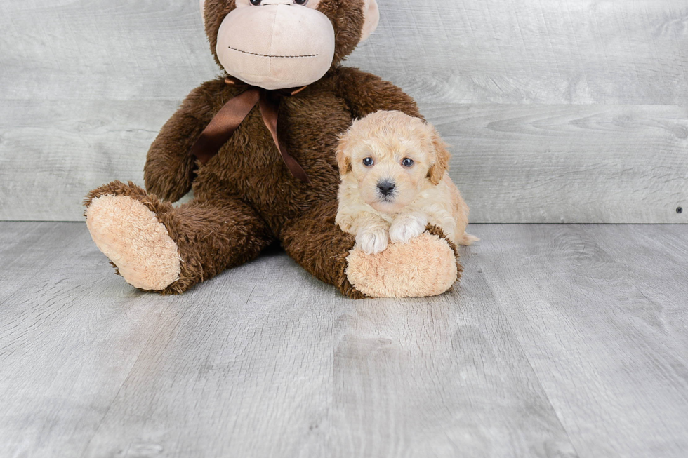 Hypoallergenic Maltepoo Poodle Mix Puppy