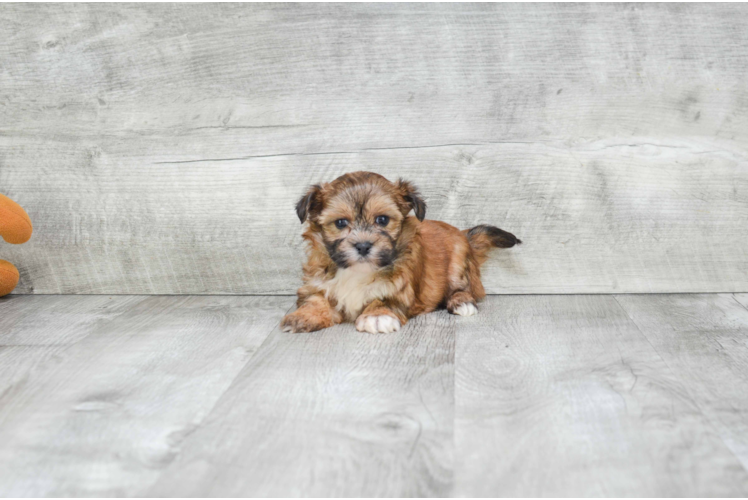 Morkie Puppy for Adoption