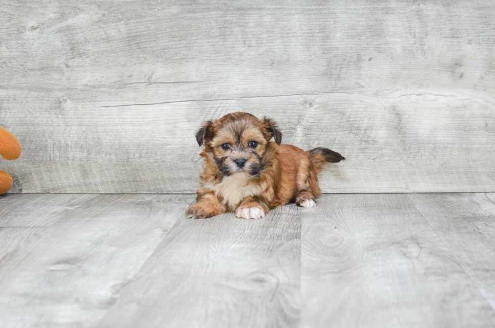 Morkie Puppy for Adoption