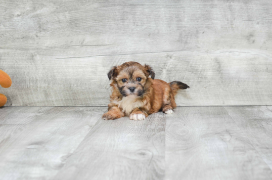 Morkie Puppy for Adoption