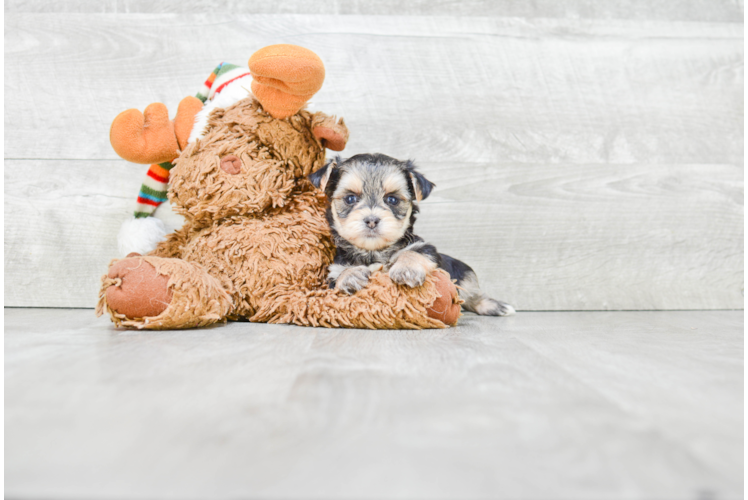 Funny Morkie Designer Pup