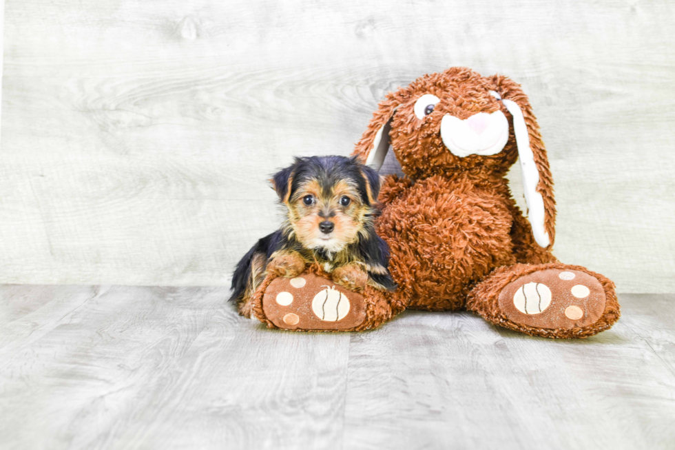 Meet Steph - our Yorkshire Terrier Puppy Photo 