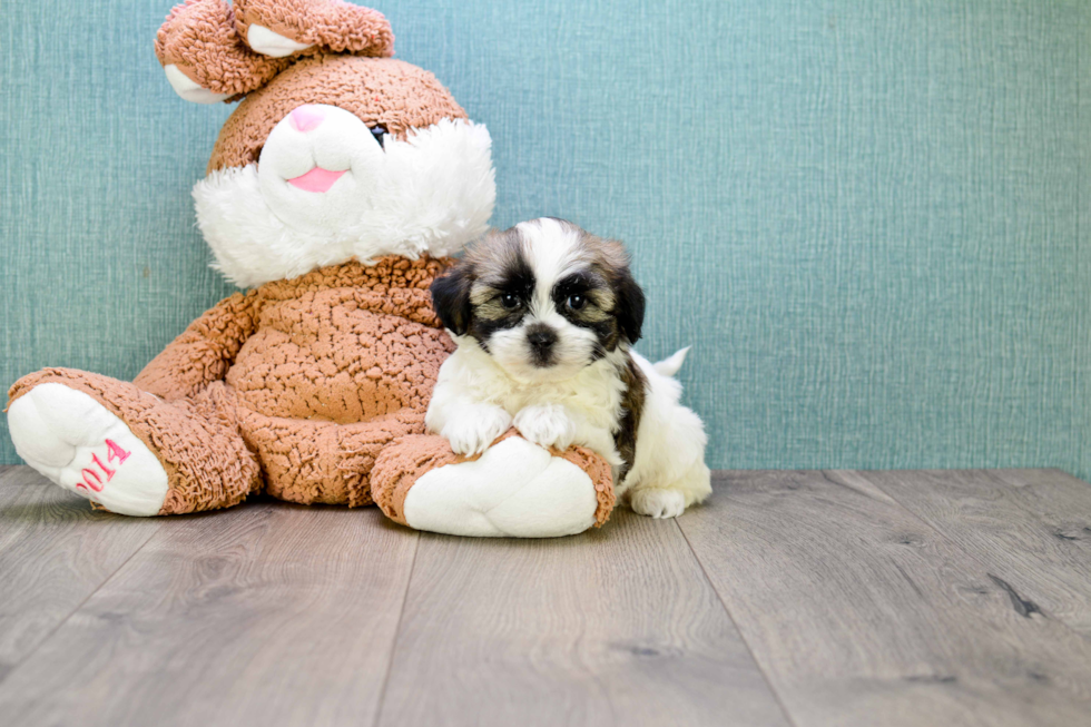 Teddy Bear Pup Being Cute