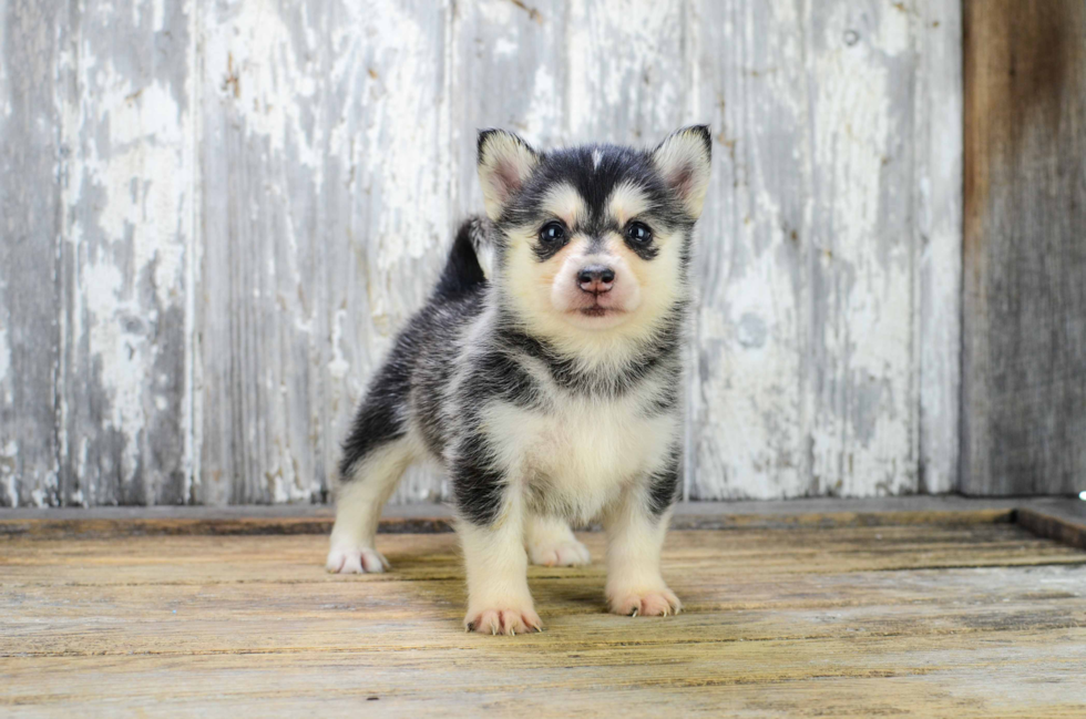 Pomsky Pup Being Cute