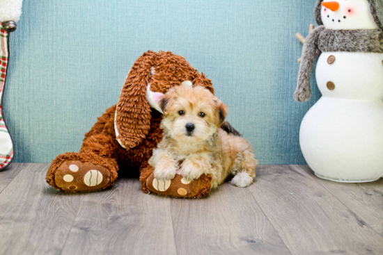Smart Morkie Designer Pup