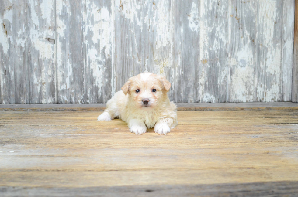Playful Maltese Poodle Poodle Mix Puppy