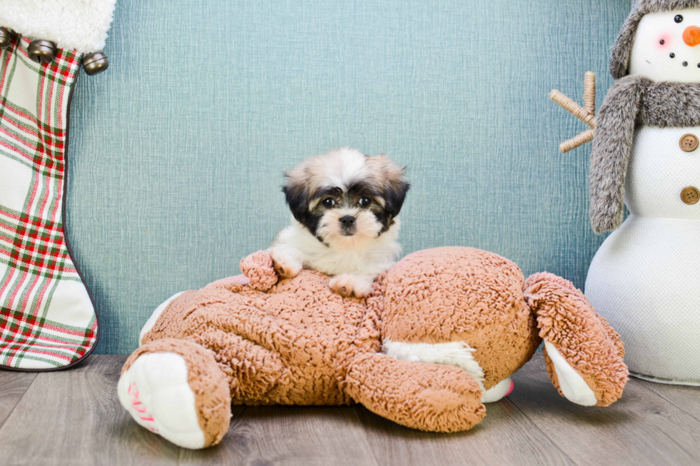 Funny Teddy Bear Designer Pup