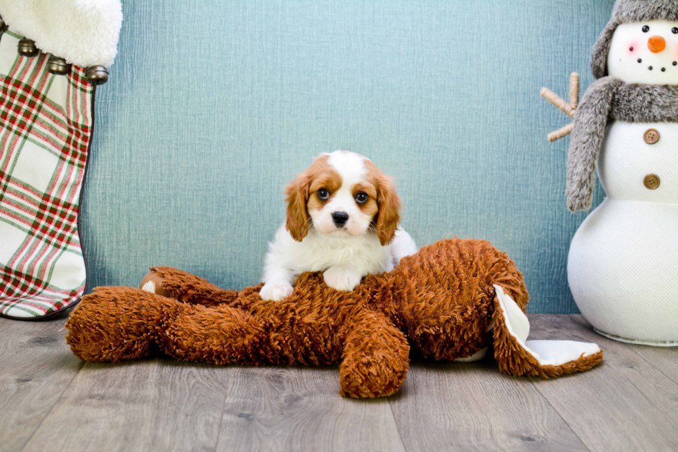 Friendly Cavalier King Charles Spaniel Purebred Pup
