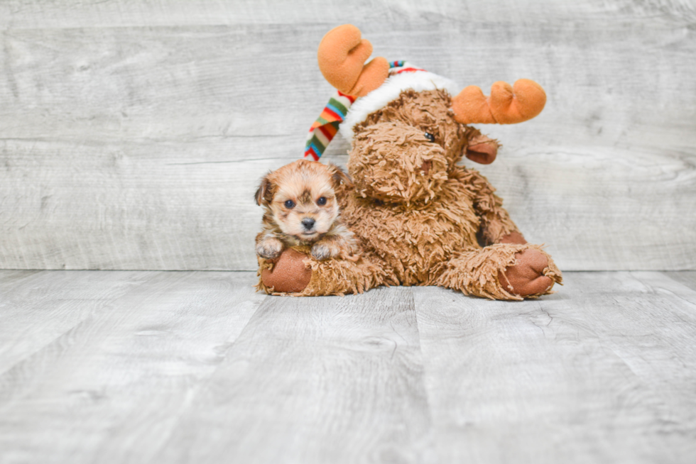 Hypoallergenic Yorkie Designer Puppy