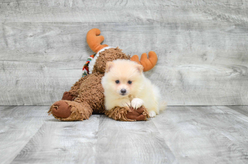 Fluffy Pomeranian Purebred Puppy
