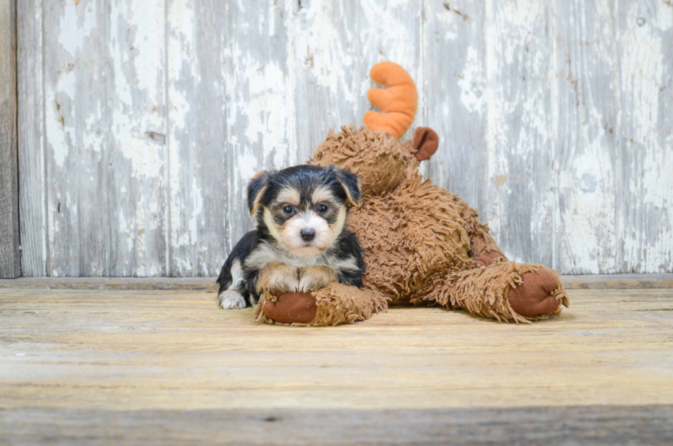 Energetic Yorkie Designer Puppy