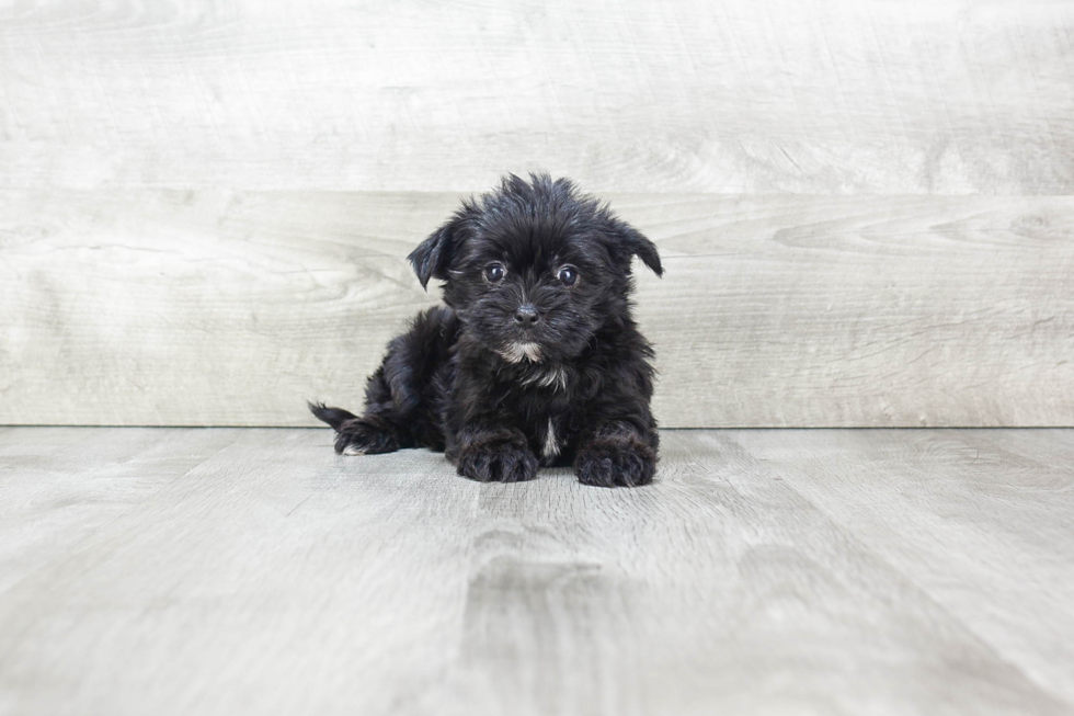 Fluffy Morkie Designer Pup