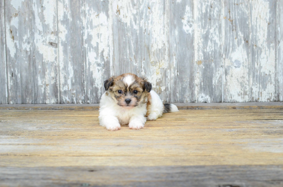 Sweet Teddy Bear Baby