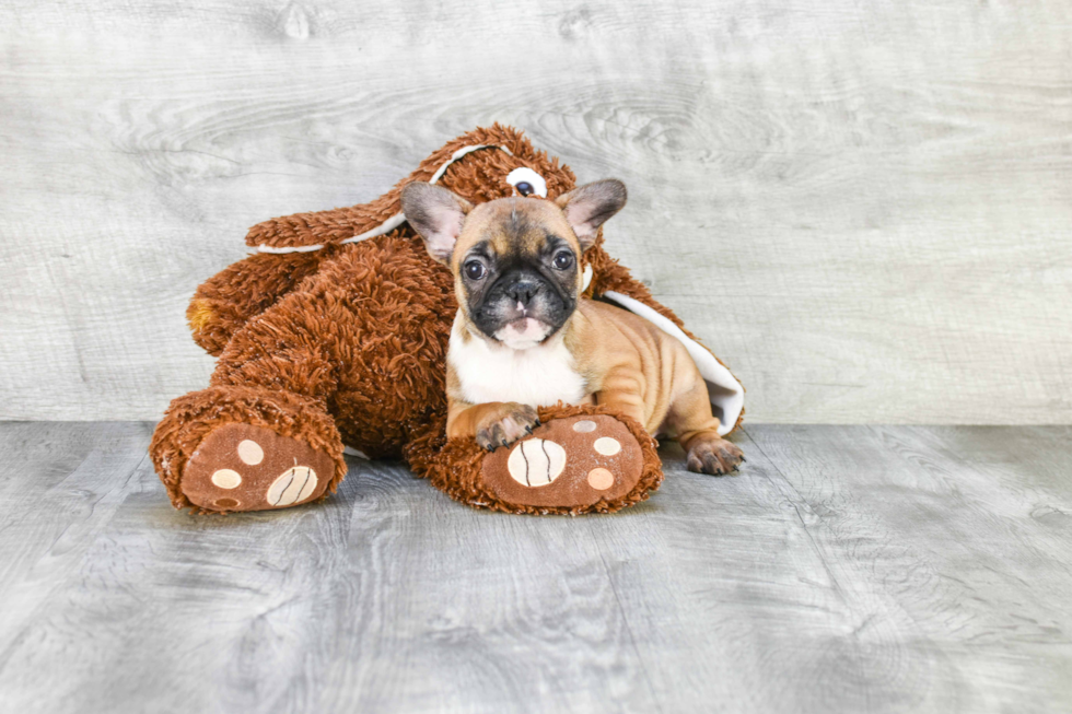 French Bulldog Pup Being Cute