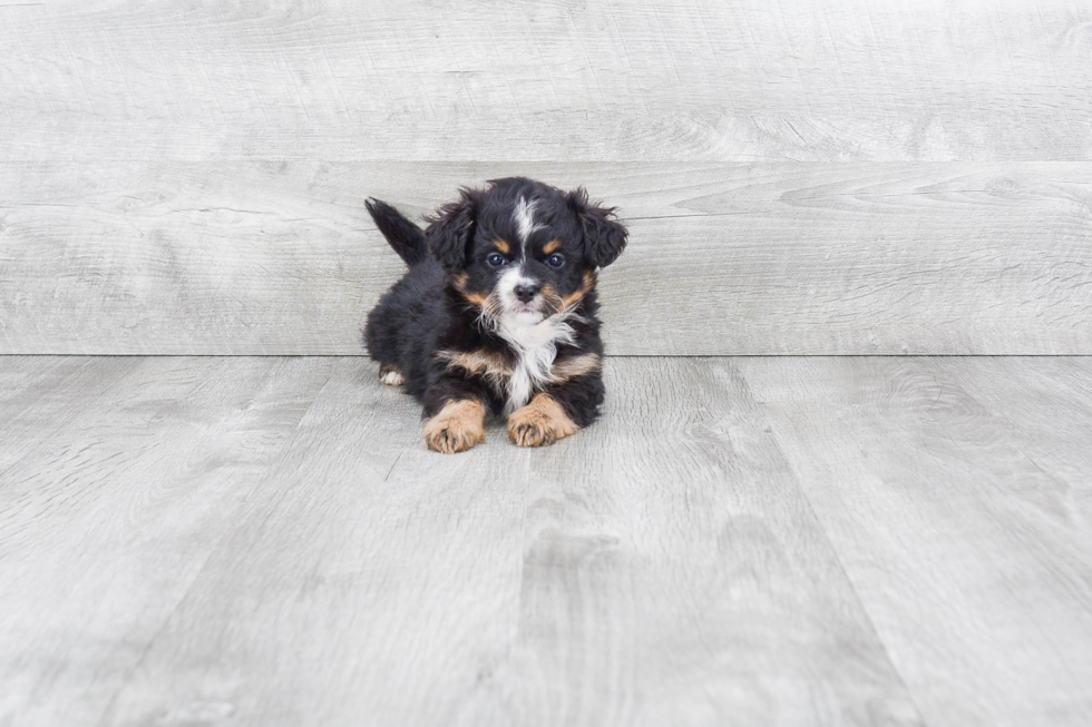 Mini Bernedoodle Puppy for Adoption