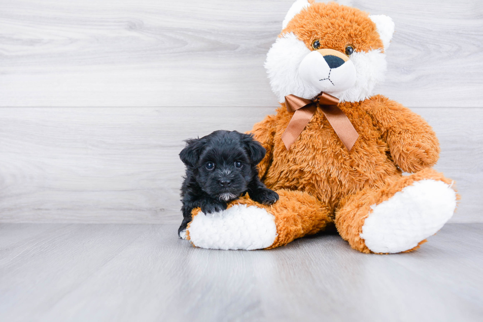 Hypoallergenic Yorkie Designer Puppy
