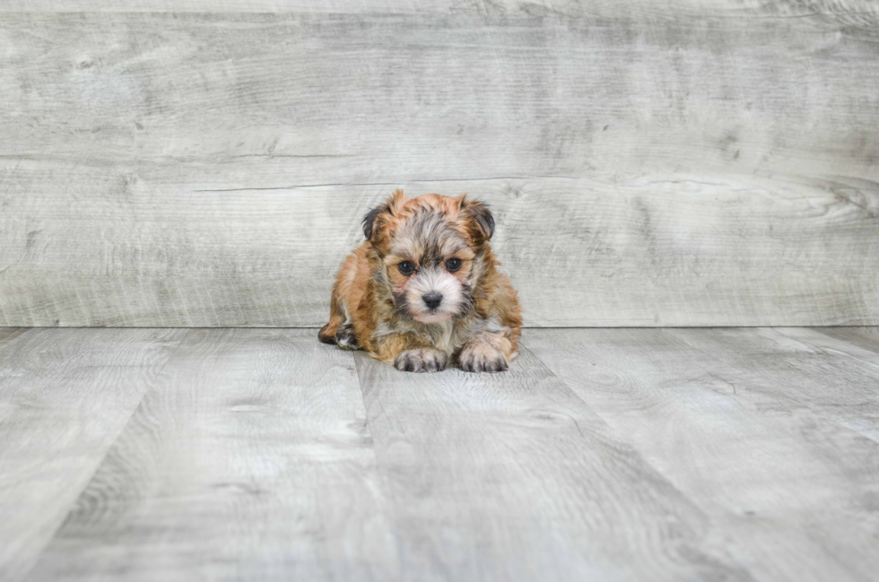 Smart Morkie Designer Pup