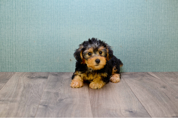 Yorkie Poo Pup Being Cute