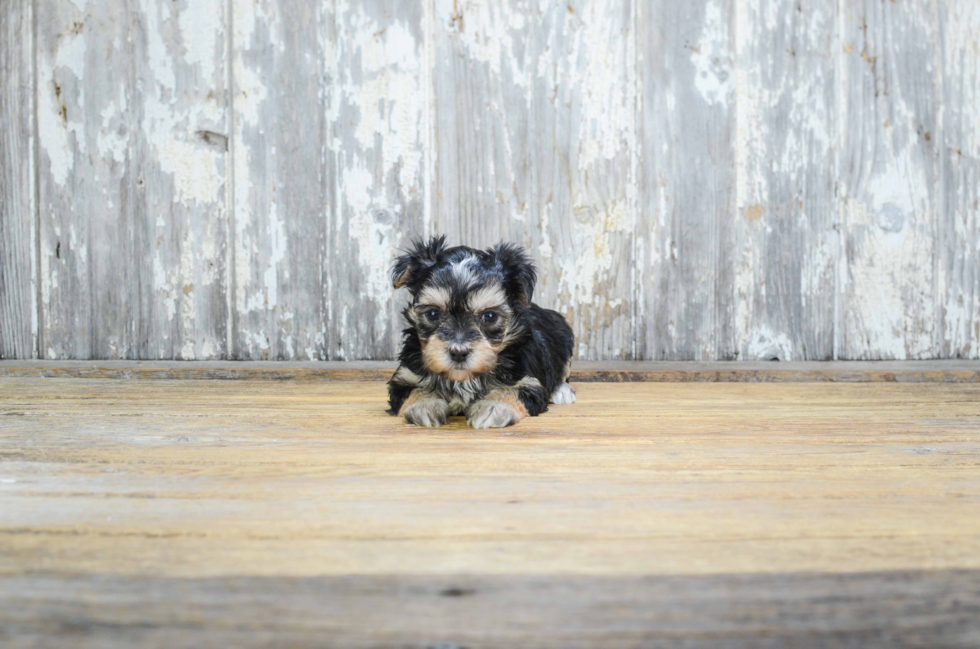 Morkie Pup Being Cute