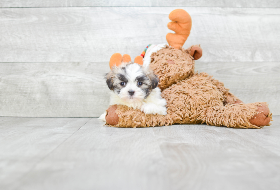 Hypoallergenic Shichon Designer Puppy