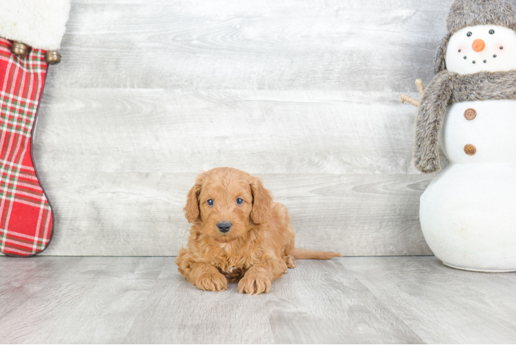 Mini Goldendoodle Puppy for Adoption