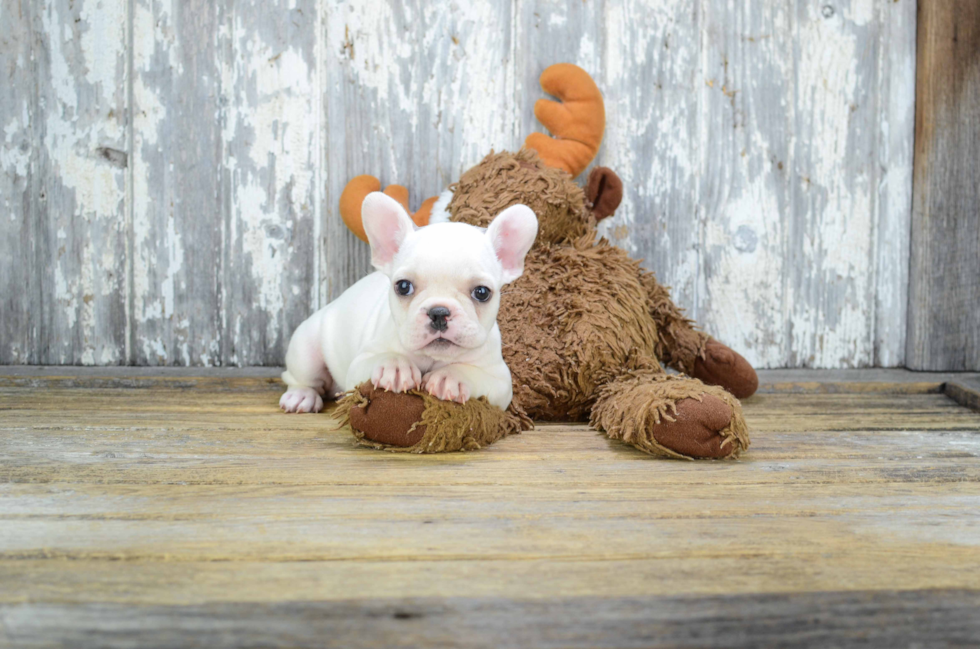 Best French Bulldog Baby