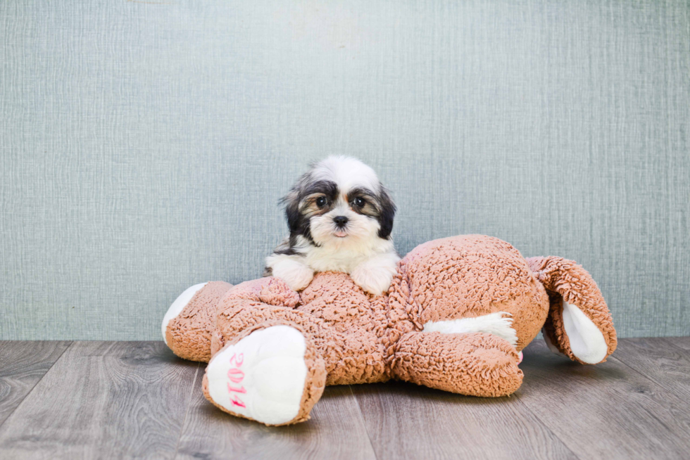 Cute Teddy Bear Baby