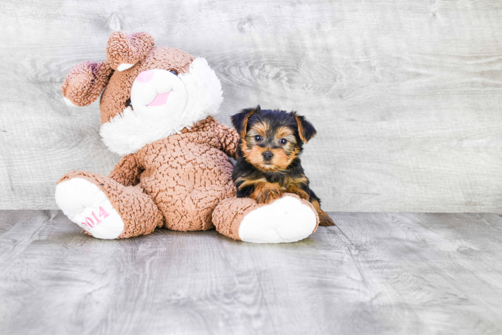 Meet Bella - our Yorkshire Terrier Puppy Photo 
