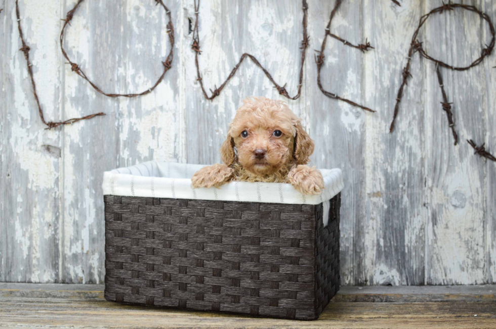 Adorable Pudle Purebred Puppy