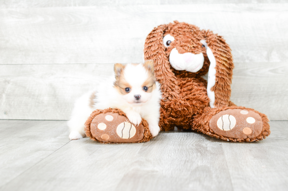 Pomeranian Pup Being Cute