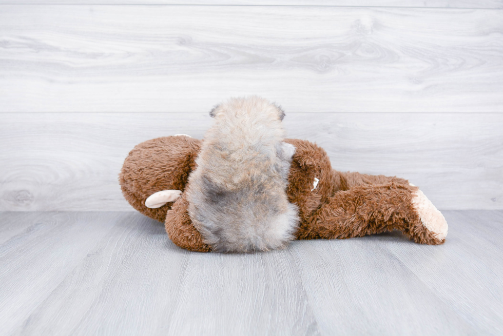 Cute Pomeranian Purebred Puppy