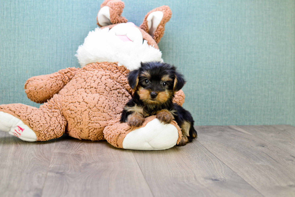 Meet Bella - our Yorkshire Terrier Puppy Photo 