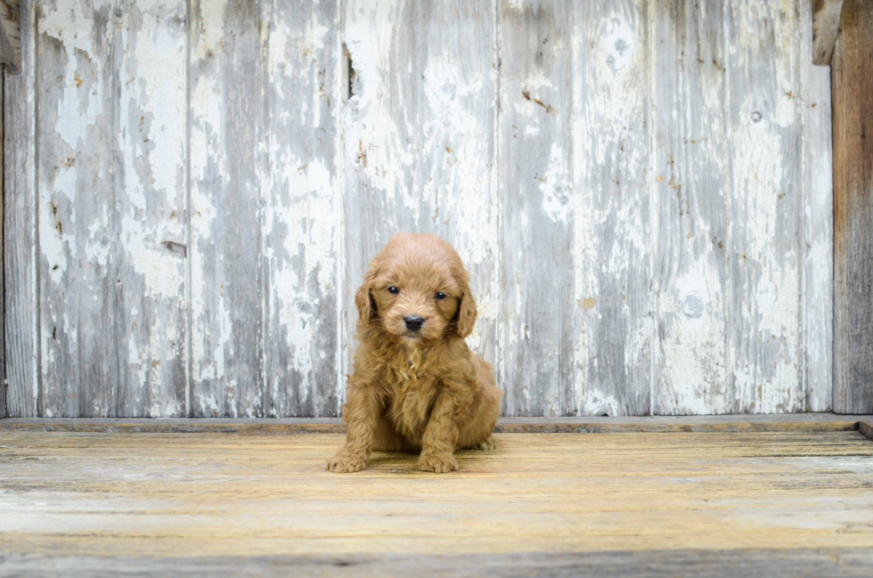 Adorable Golden Retriever Poodle Mix Puppy