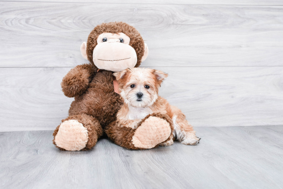 Smart Morkie Designer Pup