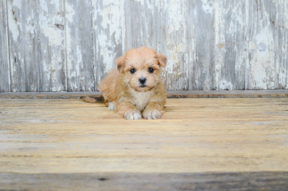 Cute Morkie Baby
