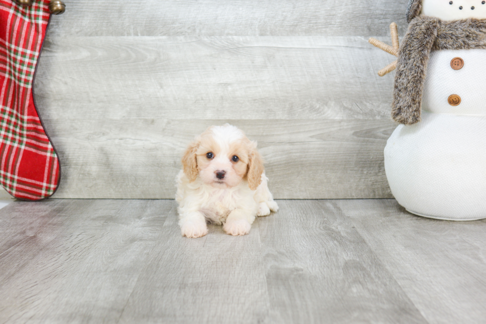 Playful Cavalier Designer Puppy
