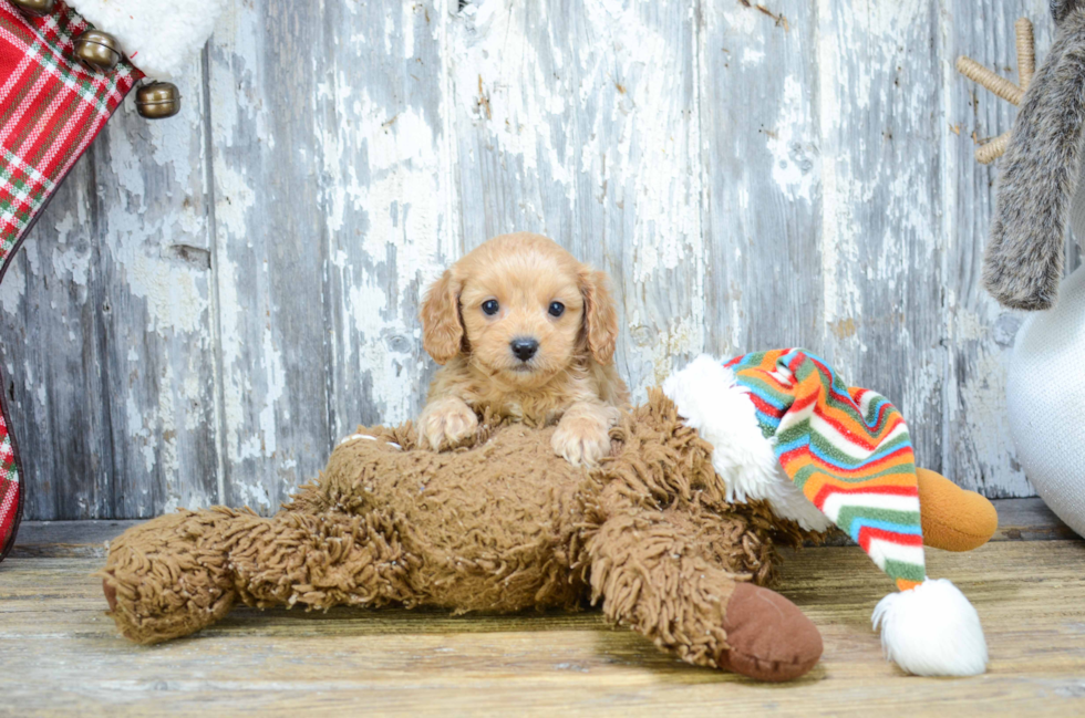 Playful Cavoodle Poodle Mix Puppy