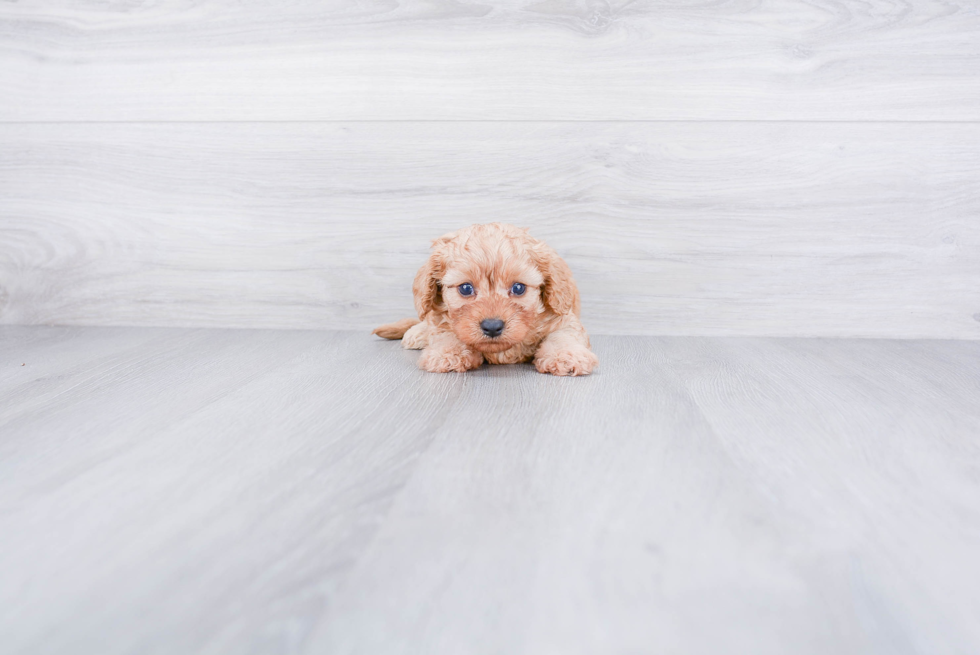 Small Cavapoo Baby