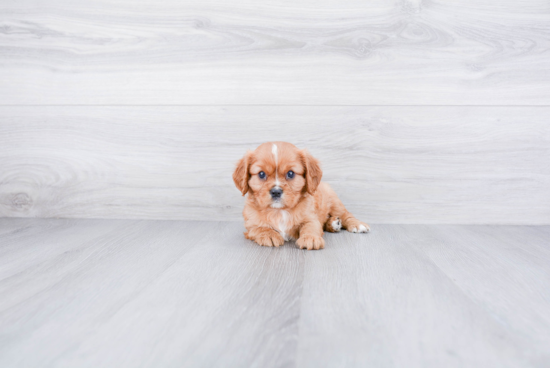 Popular Cavalier King Charles Spaniel Purebred Pup