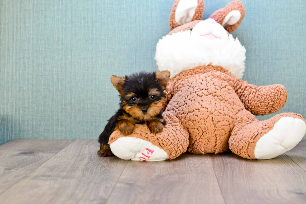 Meet Giselle - our Yorkshire Terrier Puppy Photo 